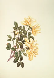 Rose : Chinoise